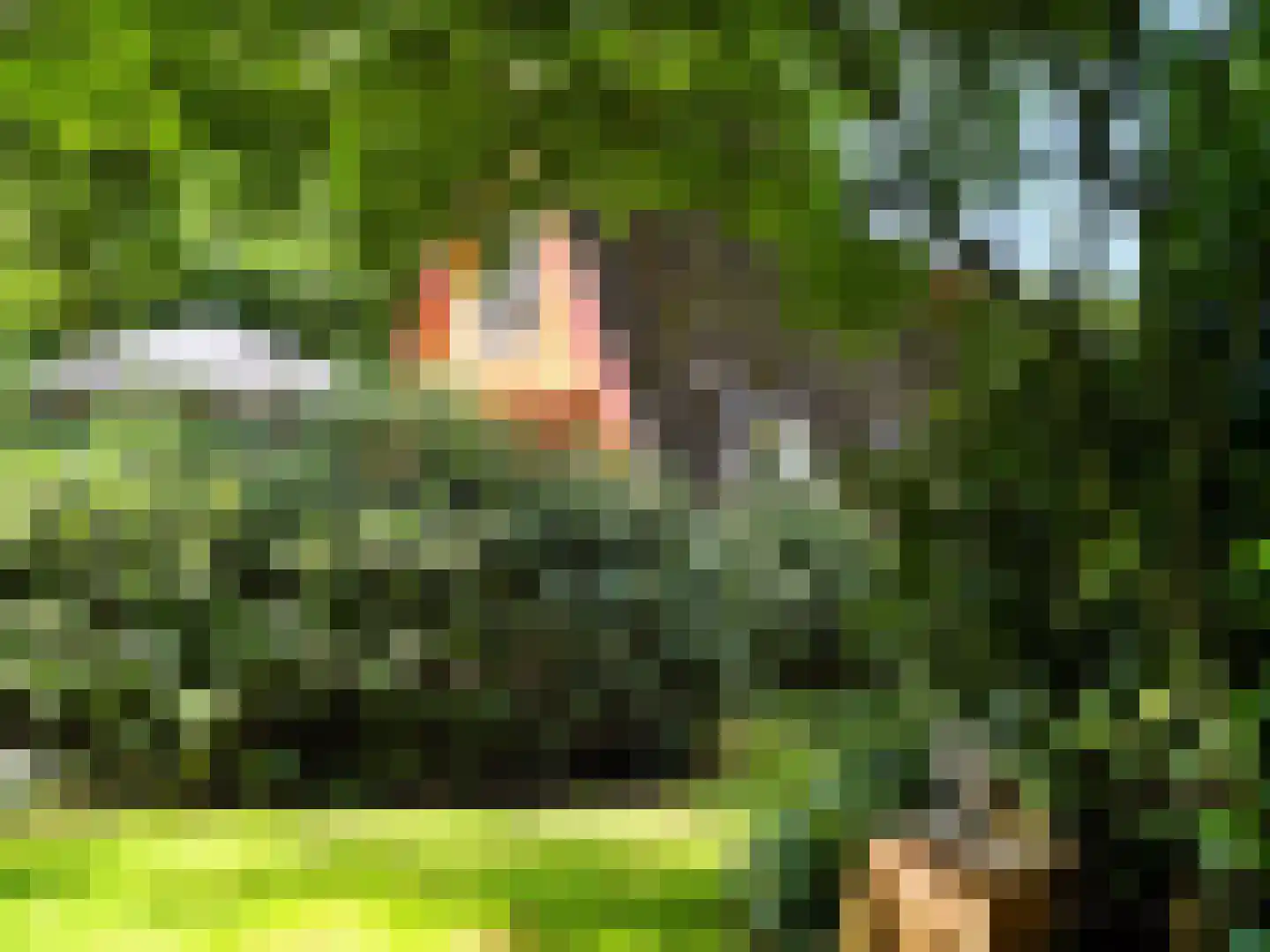 Kamillepad 9 Wanssum thumbnail 13