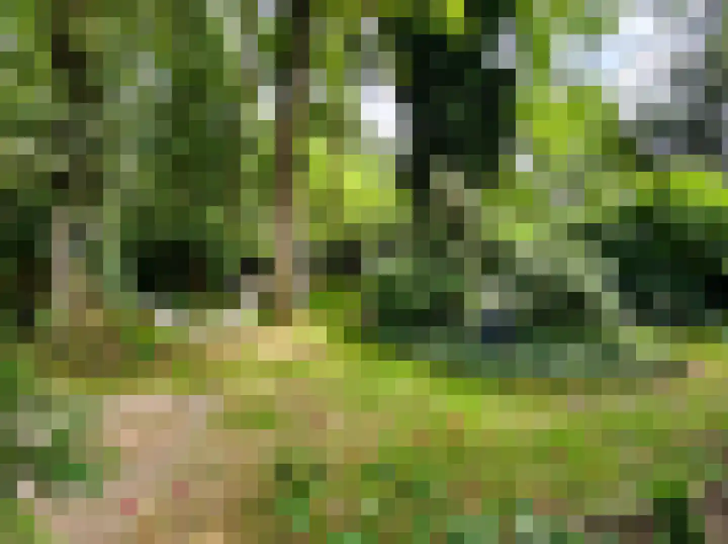 Kamillepad 9 Wanssum thumbnail 53