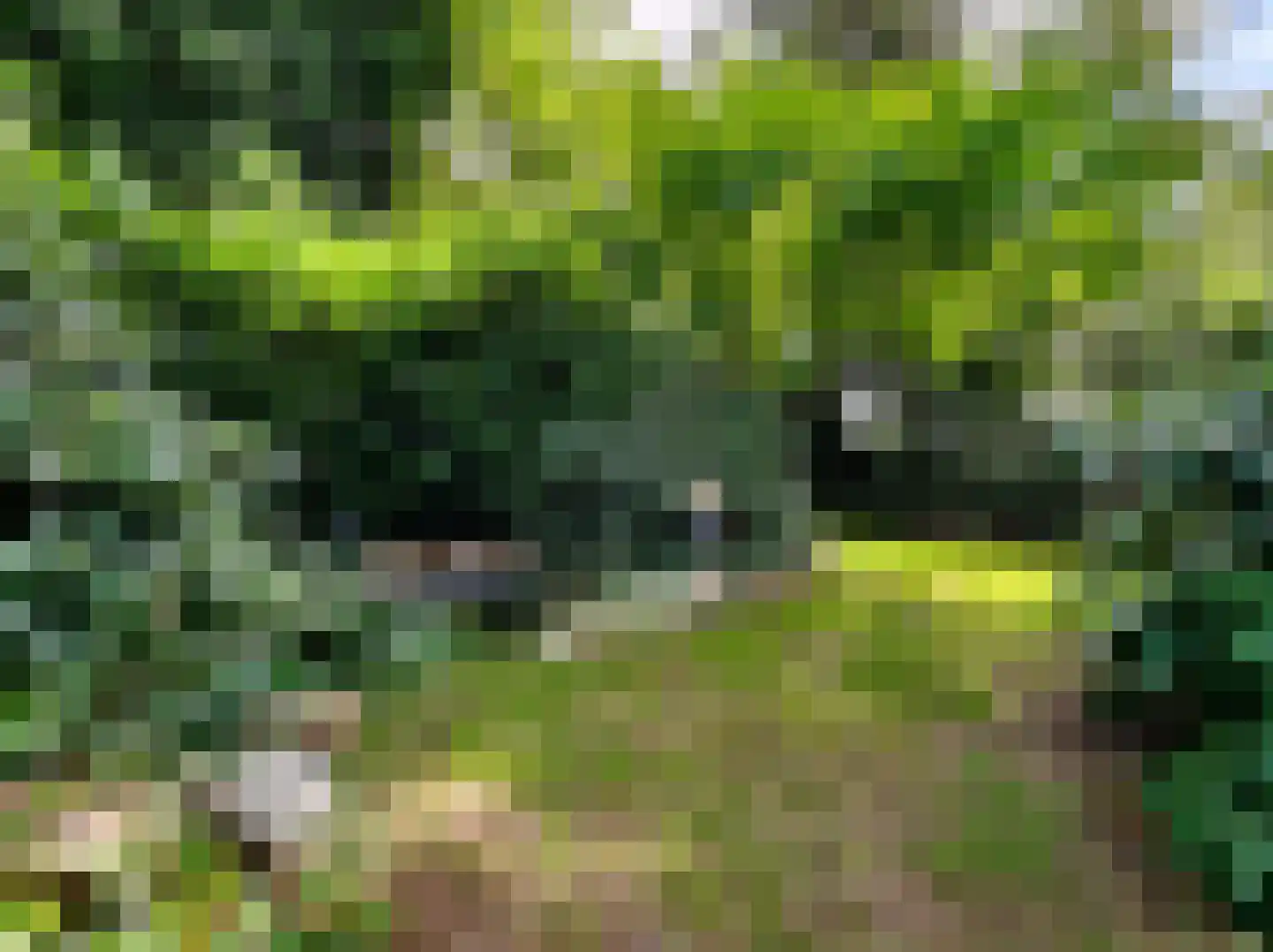 Kamillepad 9 Wanssum thumbnail 54