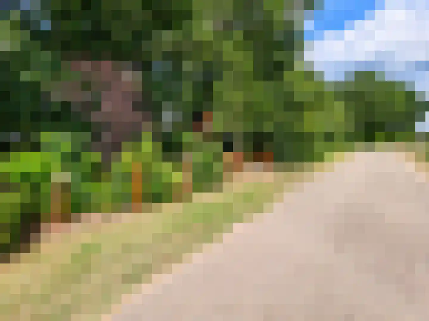 Kamillepad 9 Wanssum thumbnail 57