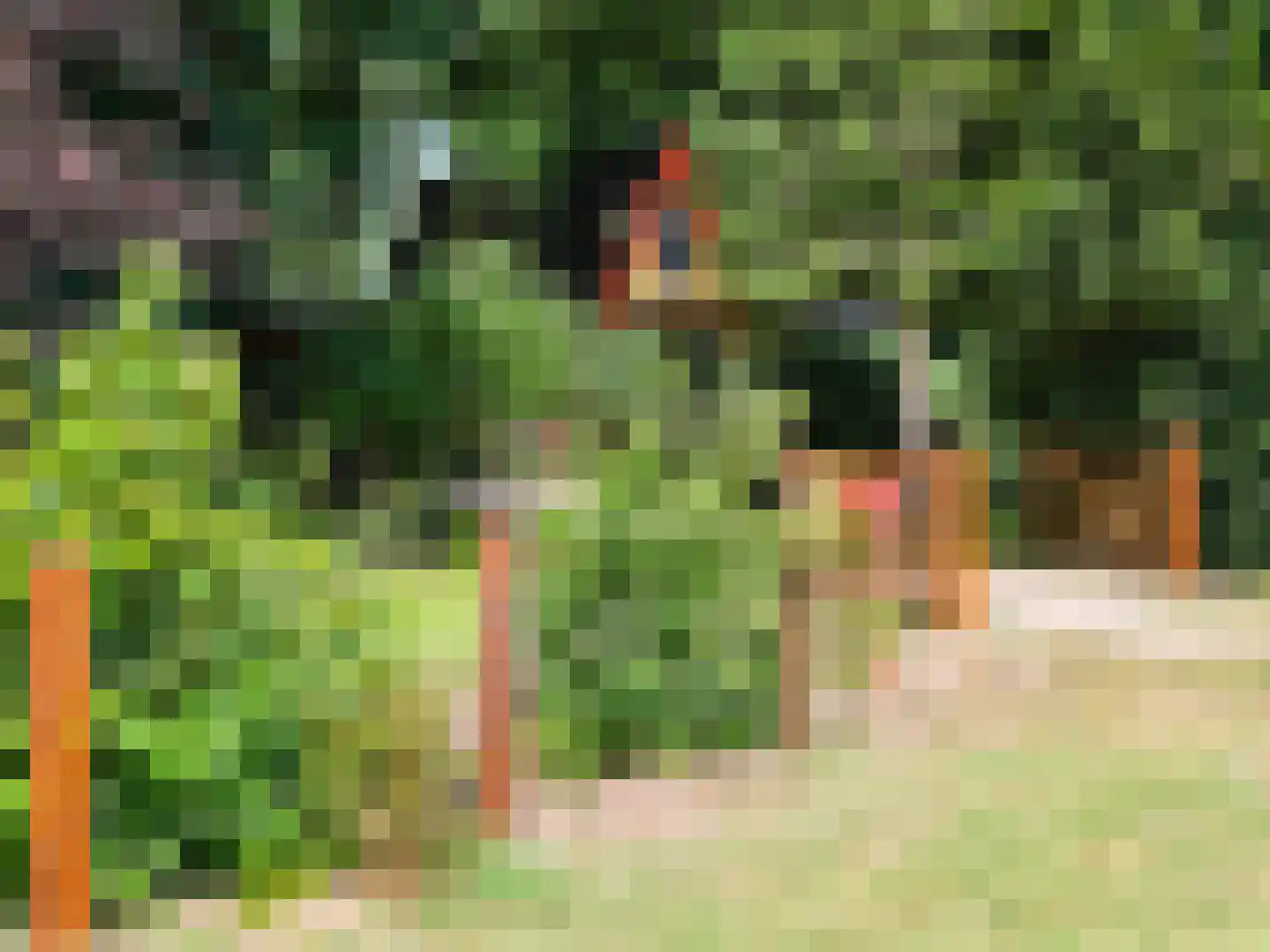 Kamillepad 9 Wanssum thumbnail 58