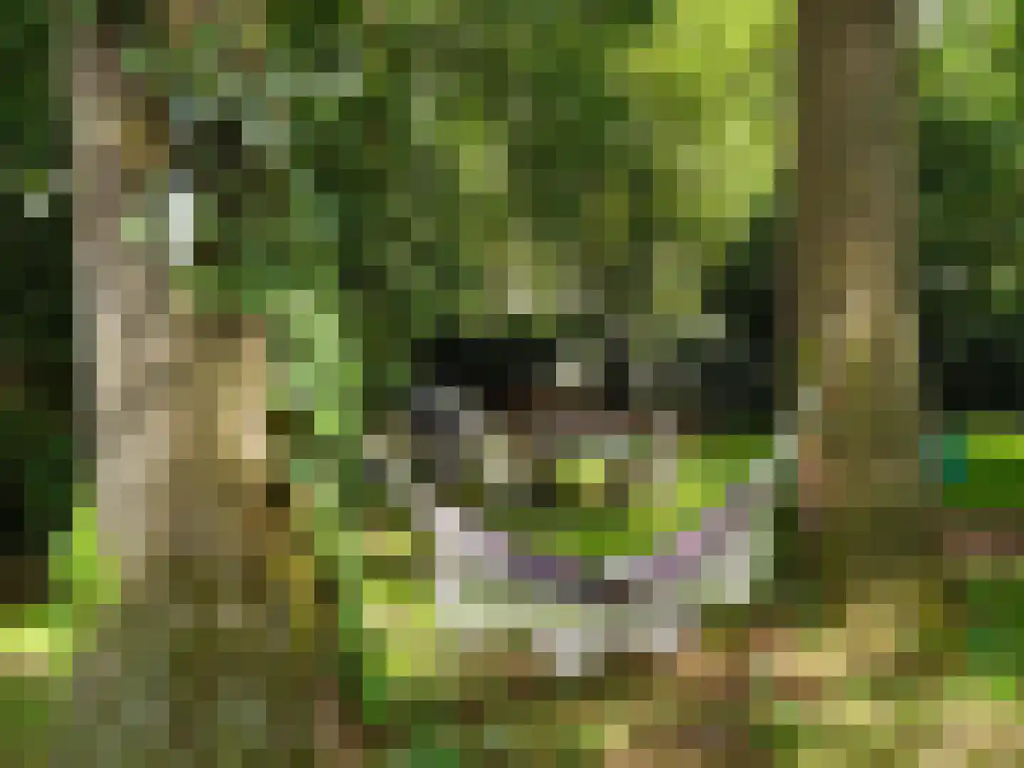 Kamillepad 9 Wanssum thumbnail 63