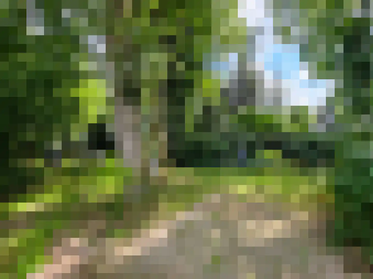Kamillepad 9 Wanssum thumbnail 64
