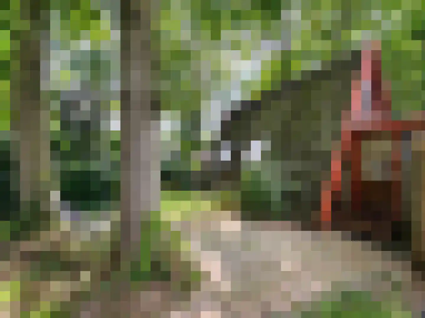 Kamillepad 9 Wanssum thumbnail 65
