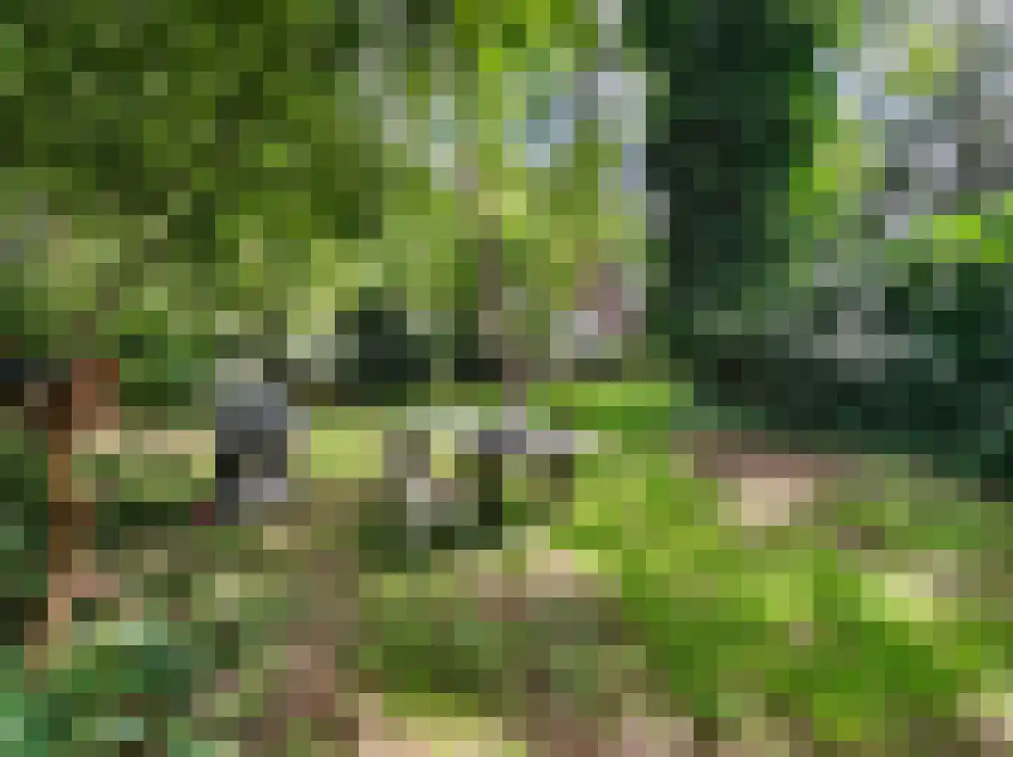 Kamillepad 9 Wanssum thumbnail 66