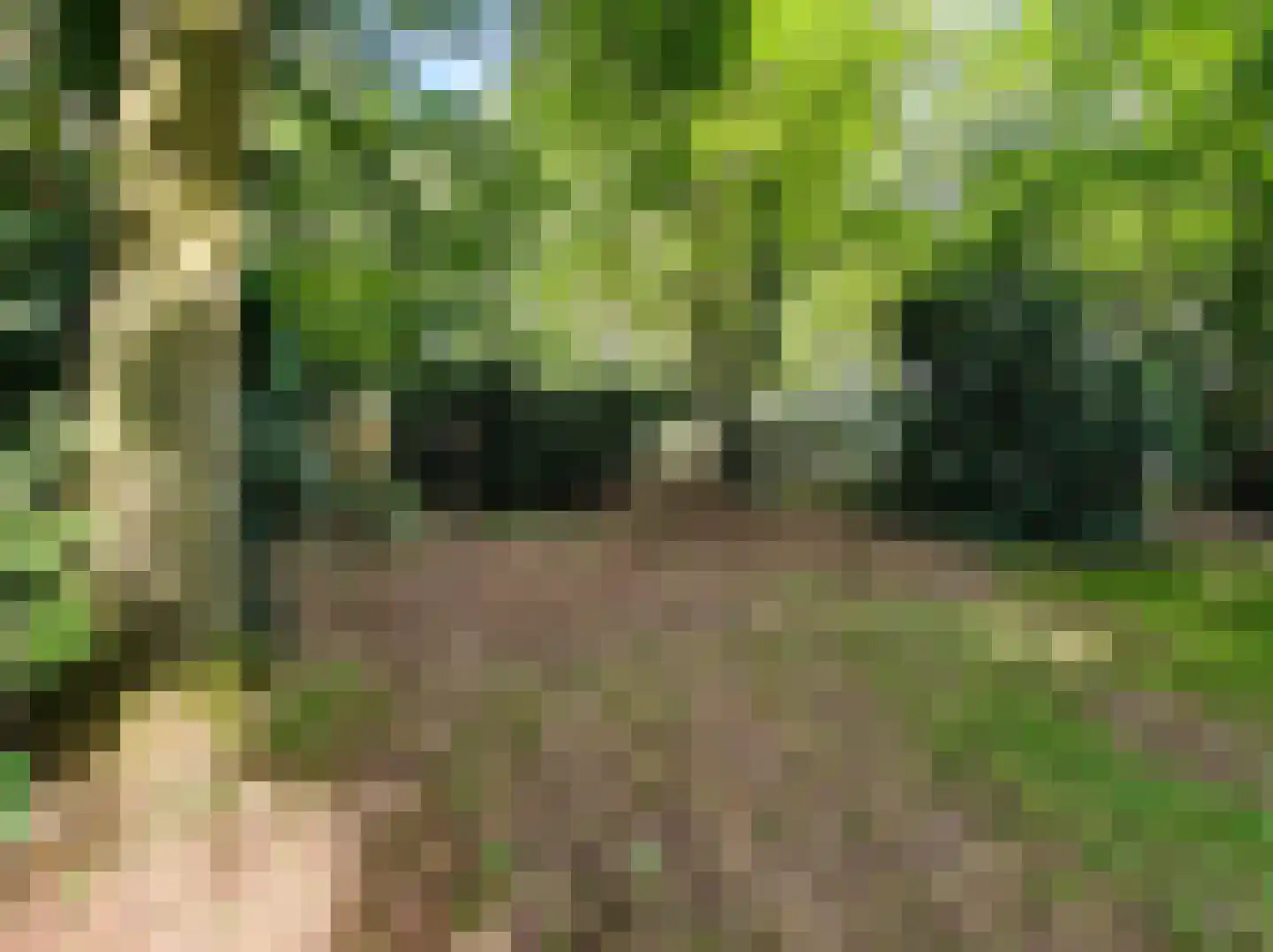 Kamillepad 9 Wanssum thumbnail 67