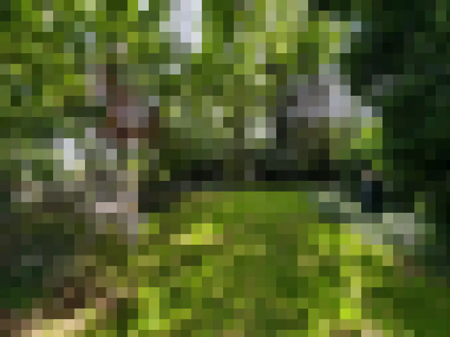 Kamillepad 9 Wanssum thumbnail 69