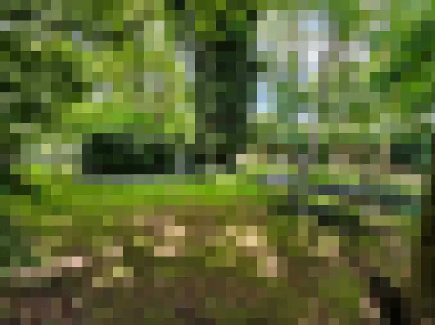 Kamillepad 9 Wanssum thumbnail 70