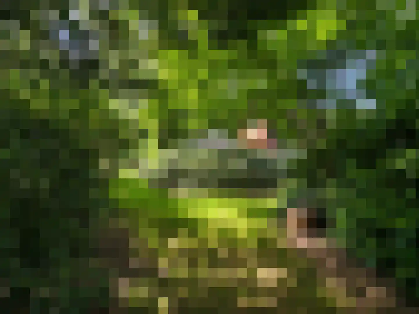 Kamillepad 9 Wanssum thumbnail 72