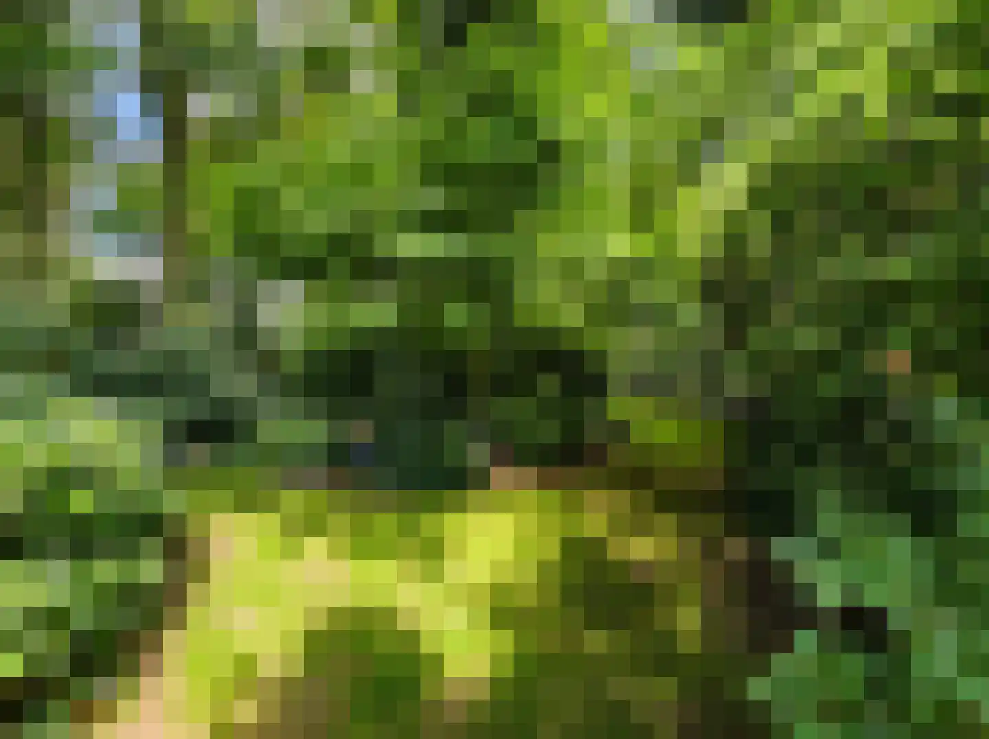 Kamillepad 9 Wanssum thumbnail 73