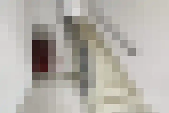 Kamilleveld 9 Schiedam thumbnail 6