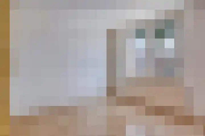 Kamilleweerd 46 Maastricht thumbnail 16