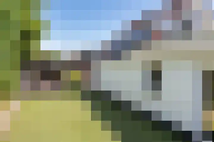 Kammingastrjitte 55 Harkema thumbnail 52