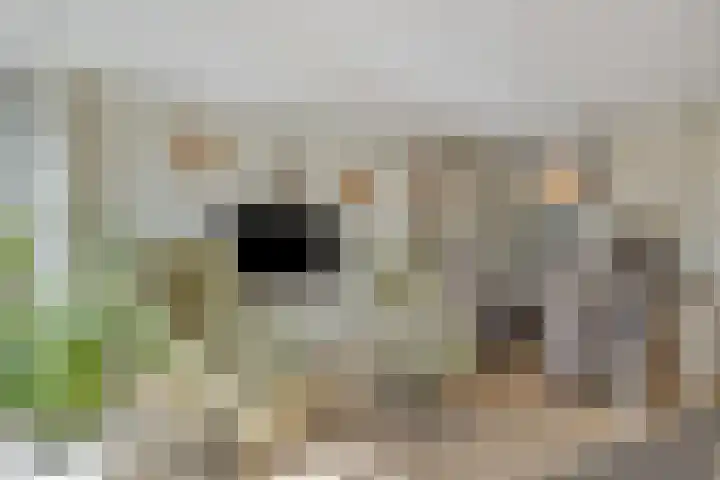 Kampanje 25 Rozenburg thumbnail 13
