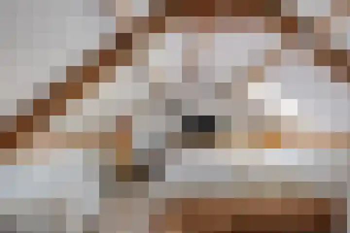 Kampanje 25 Rozenburg thumbnail 24