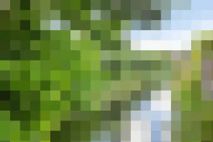 Kampanje 25 Rozenburg thumbnail 29