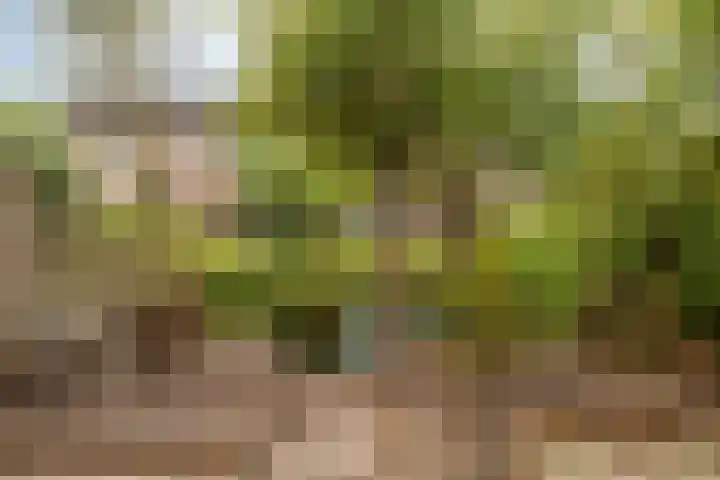 Kampanje 39 Rozenburg thumbnail 27
