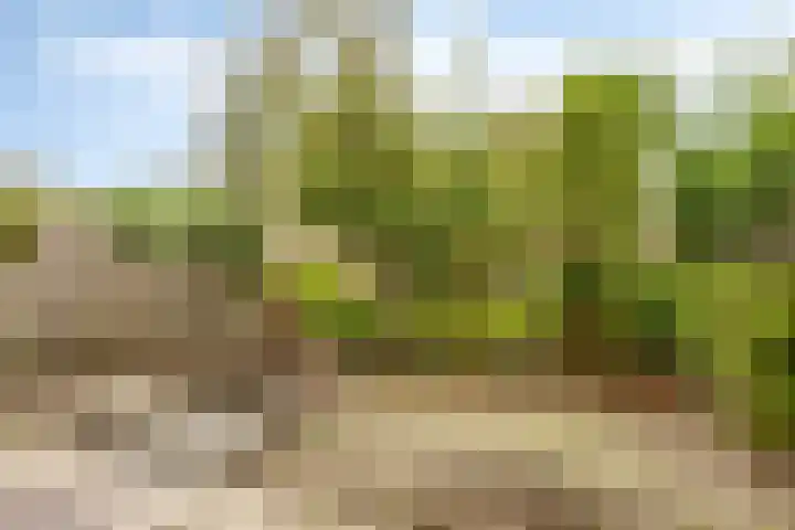 Kampanje 39 Rozenburg thumbnail 4