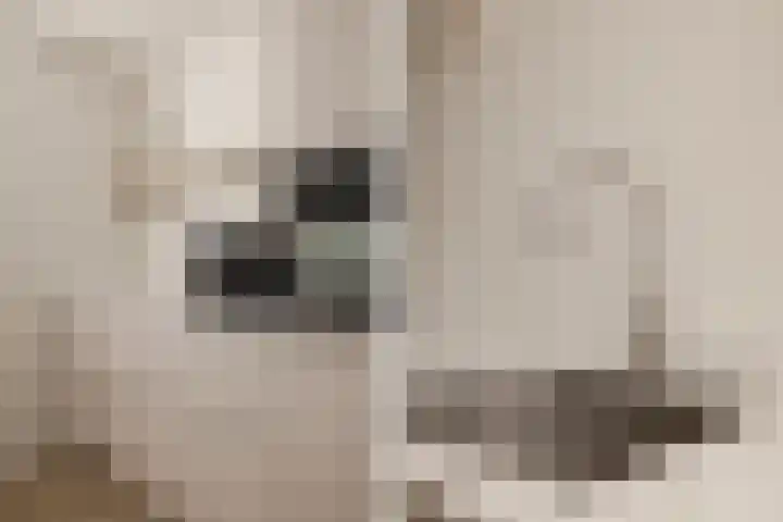 Kampens Kampje 4 Velserbroek thumbnail 20