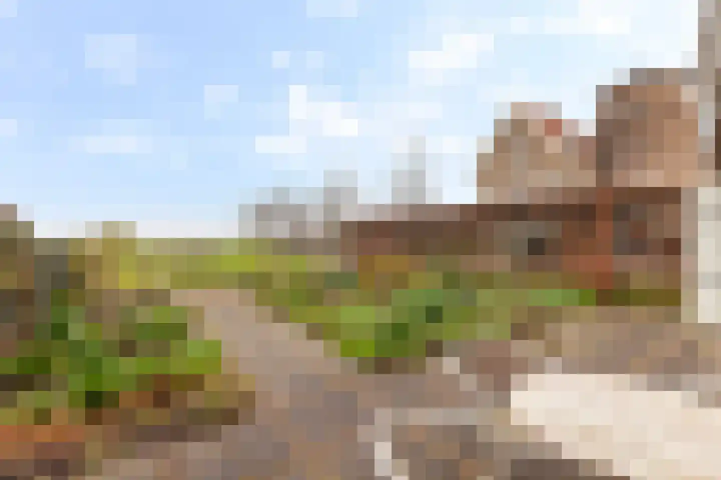 Kamperfoelie 1 Brandwijk thumbnail 38