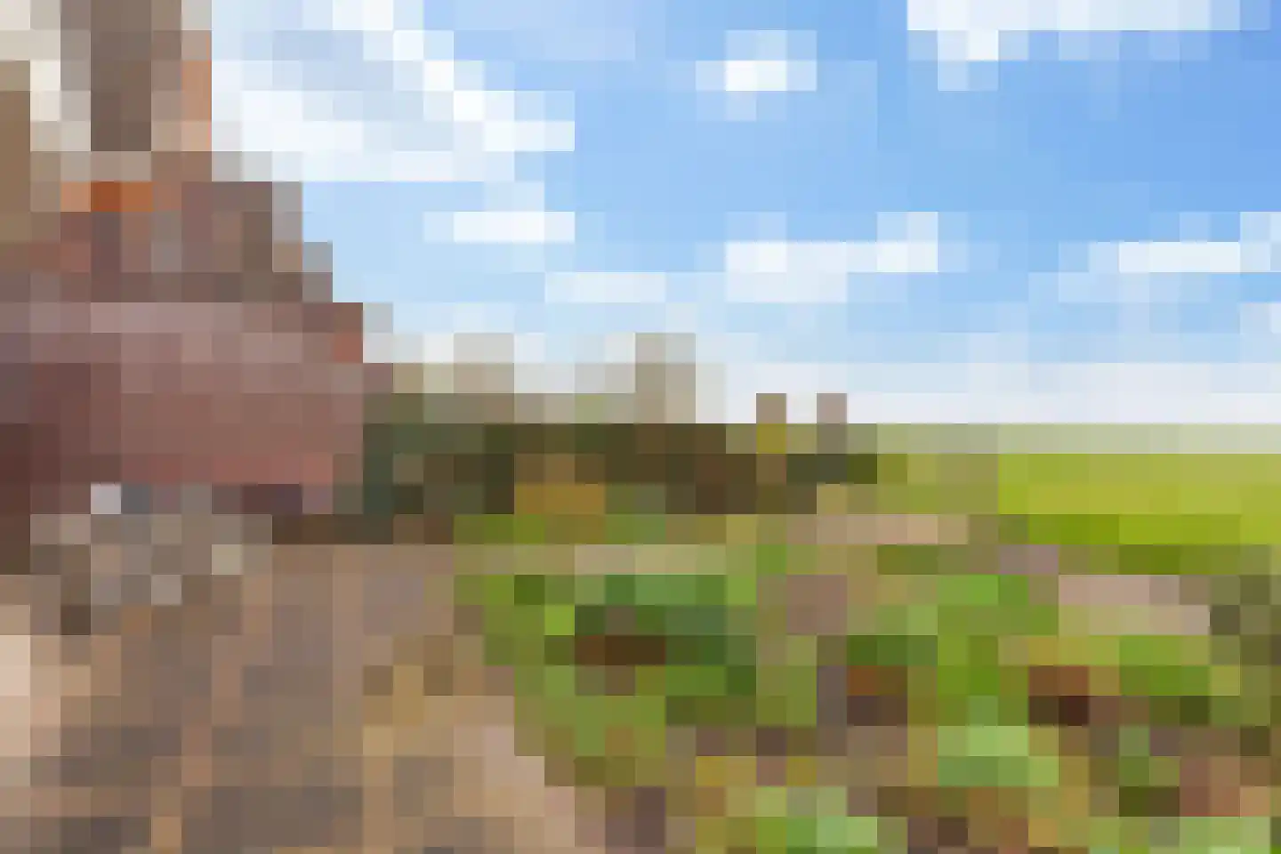 Kamperfoelie 1 Brandwijk thumbnail 40