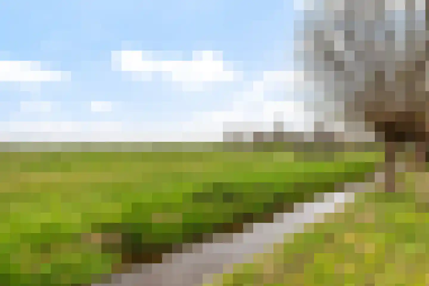 Kamperfoelie 1 Brandwijk thumbnail 43