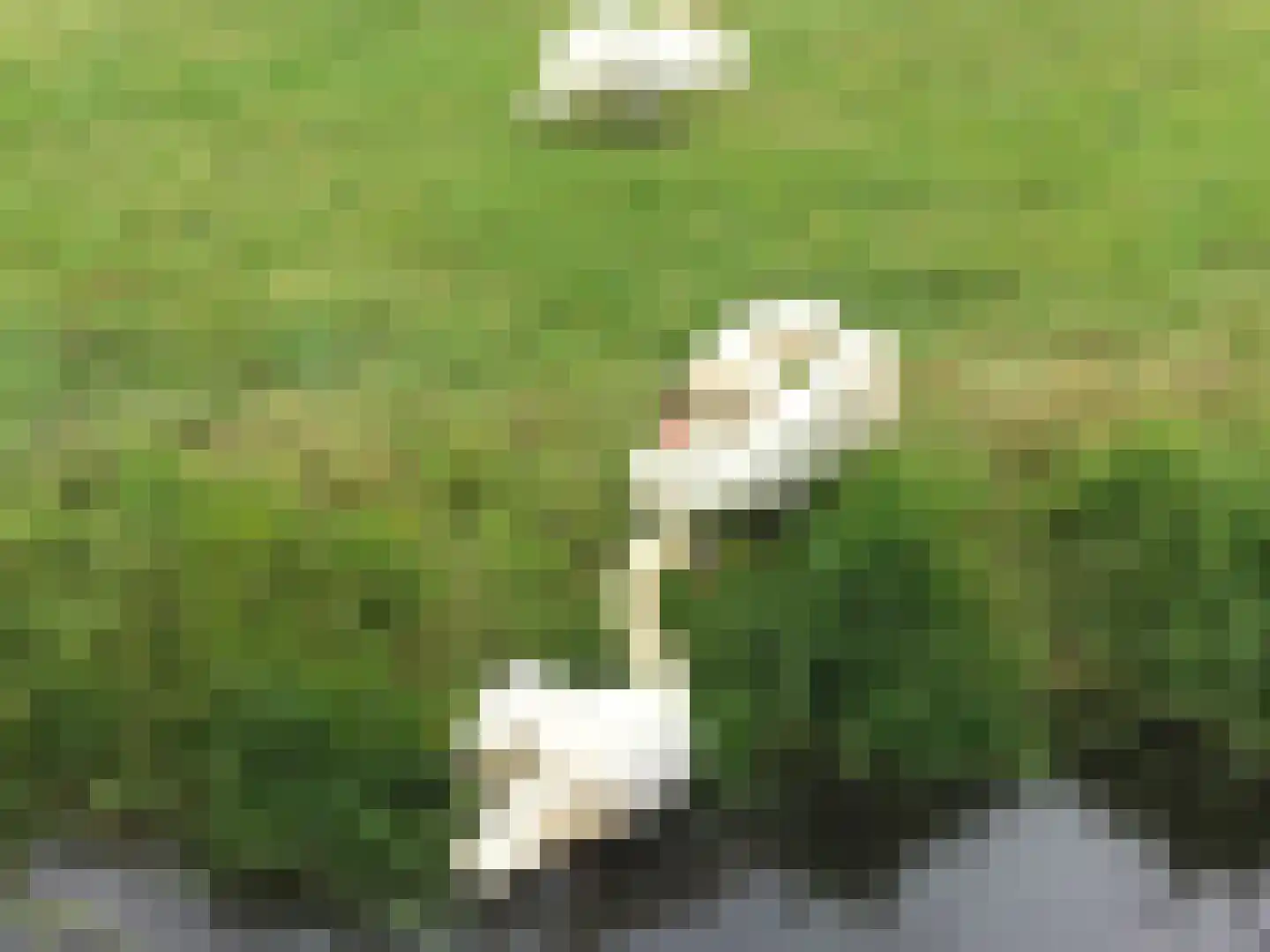 Kamperfoelie 1 Brandwijk thumbnail 46