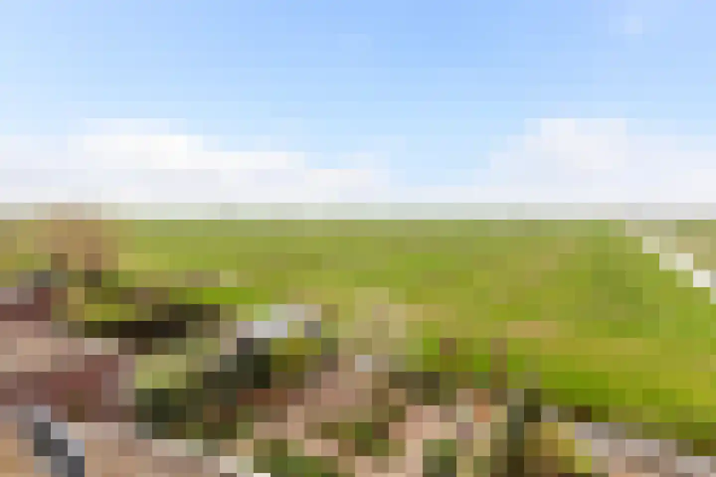 Kamperfoelie 1 Brandwijk thumbnail 48