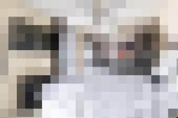 Kamperfoelie 10 Hellevoetsluis thumbnail 5