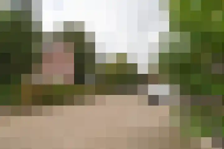 Kamperfoelie 10 Hellevoetsluis thumbnail 55