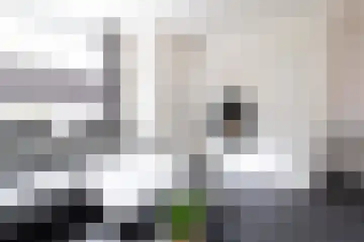 Kamperfoelie 10 Hellevoetsluis thumbnail 6