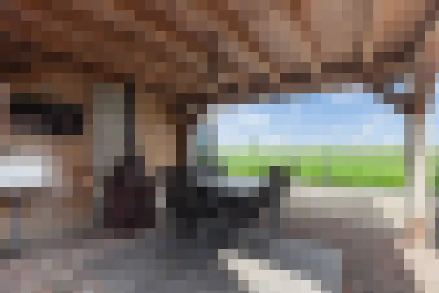 Kamperfoelie 11 Brandwijk thumbnail 30