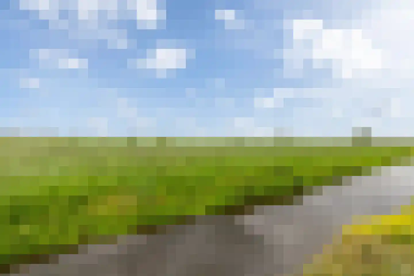 Kamperfoelie 11 Brandwijk thumbnail 34