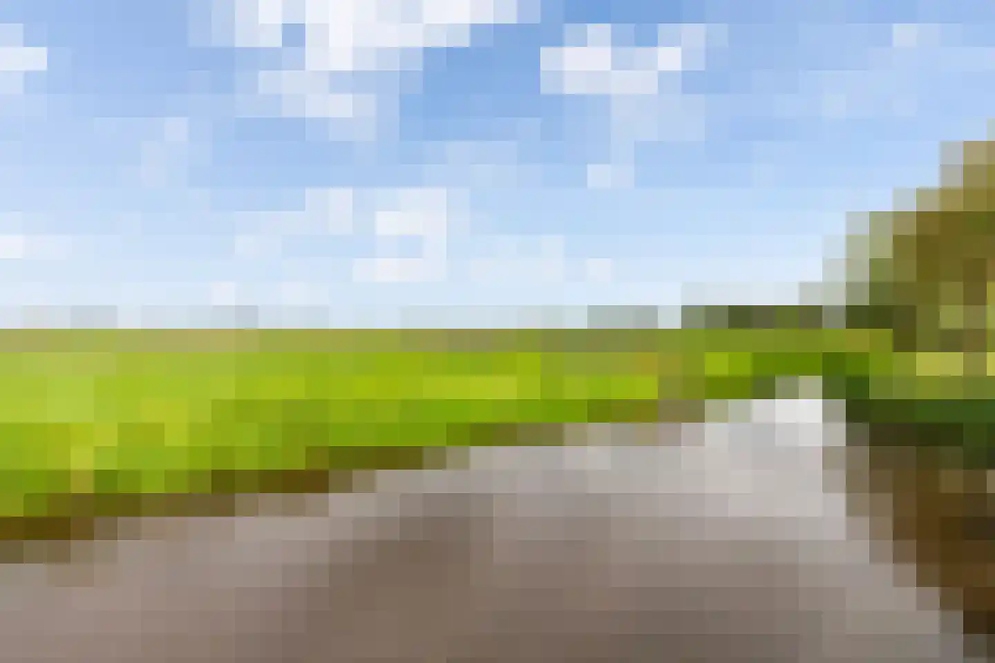 Kamperfoelie 11 Brandwijk thumbnail 36