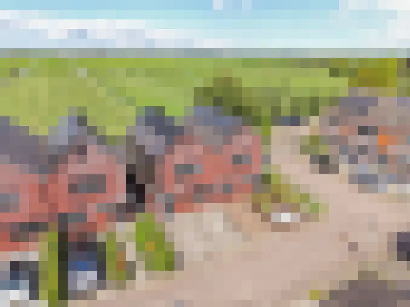 Kamperfoelie 11 Brandwijk thumbnail 39