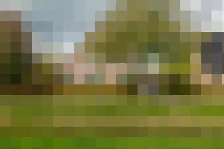 Kamperfoelie 11 Leek thumbnail 12