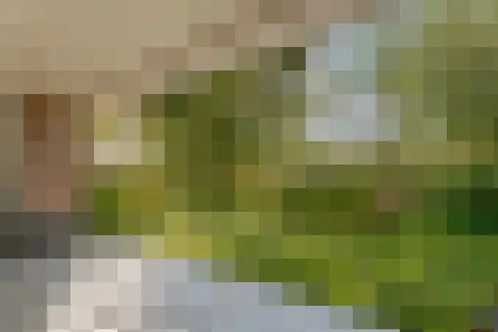 Kamperfoelie 11 Leek thumbnail 33