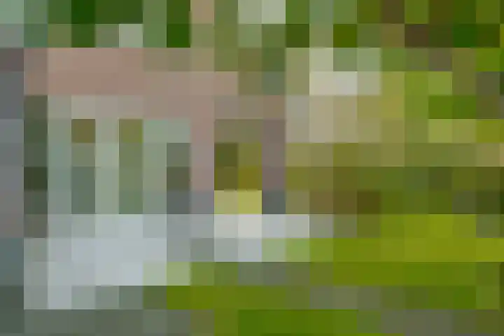Kamperfoelie 11 Leek thumbnail 34