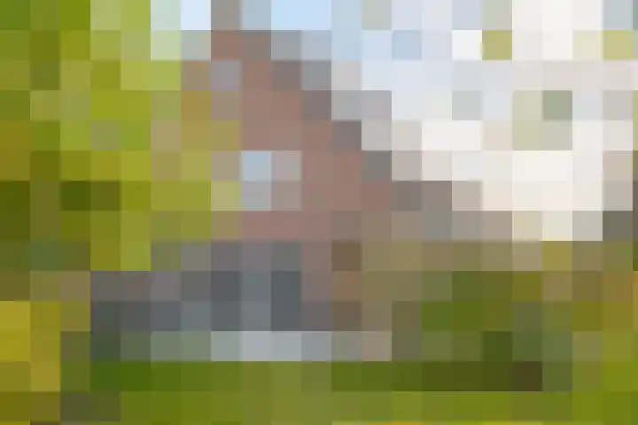 Kamperfoelie 11 Leek thumbnail 35