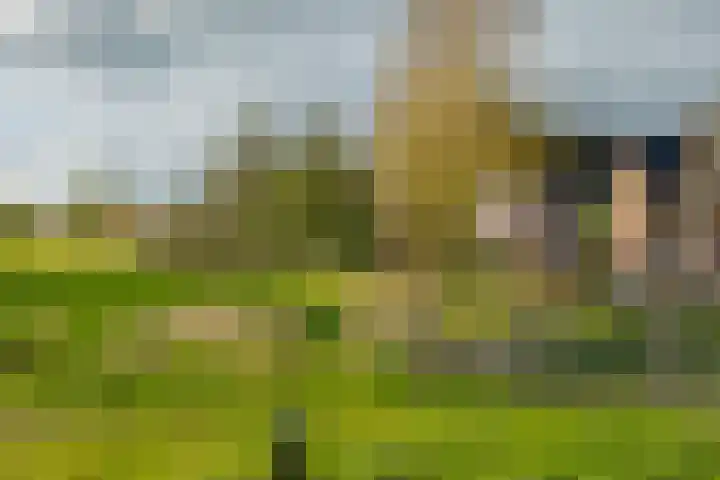 Kamperfoelie 11 Leek thumbnail 7