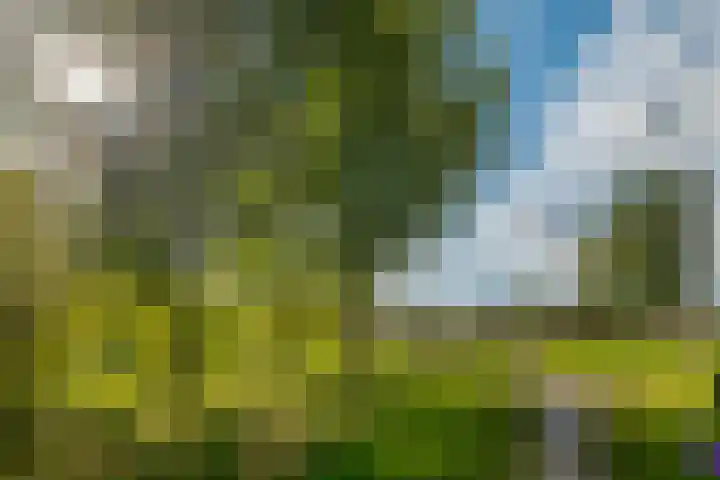 Kamperfoelie 11 Leek thumbnail 9