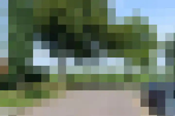 Kamperfoelie 16 Brandwijk thumbnail 26
