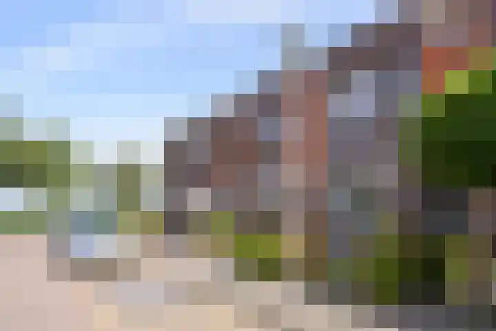 Kamperfoelie 16 Brandwijk thumbnail 27
