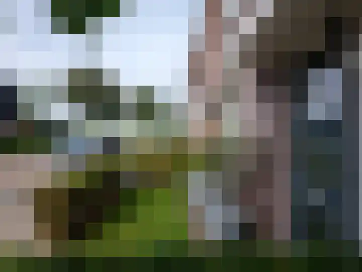 Kamperfoelie 16 Brandwijk thumbnail 5