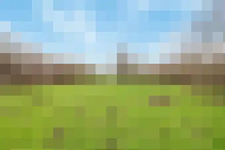 Kamperfoelie 19 Poortugaal thumbnail 34