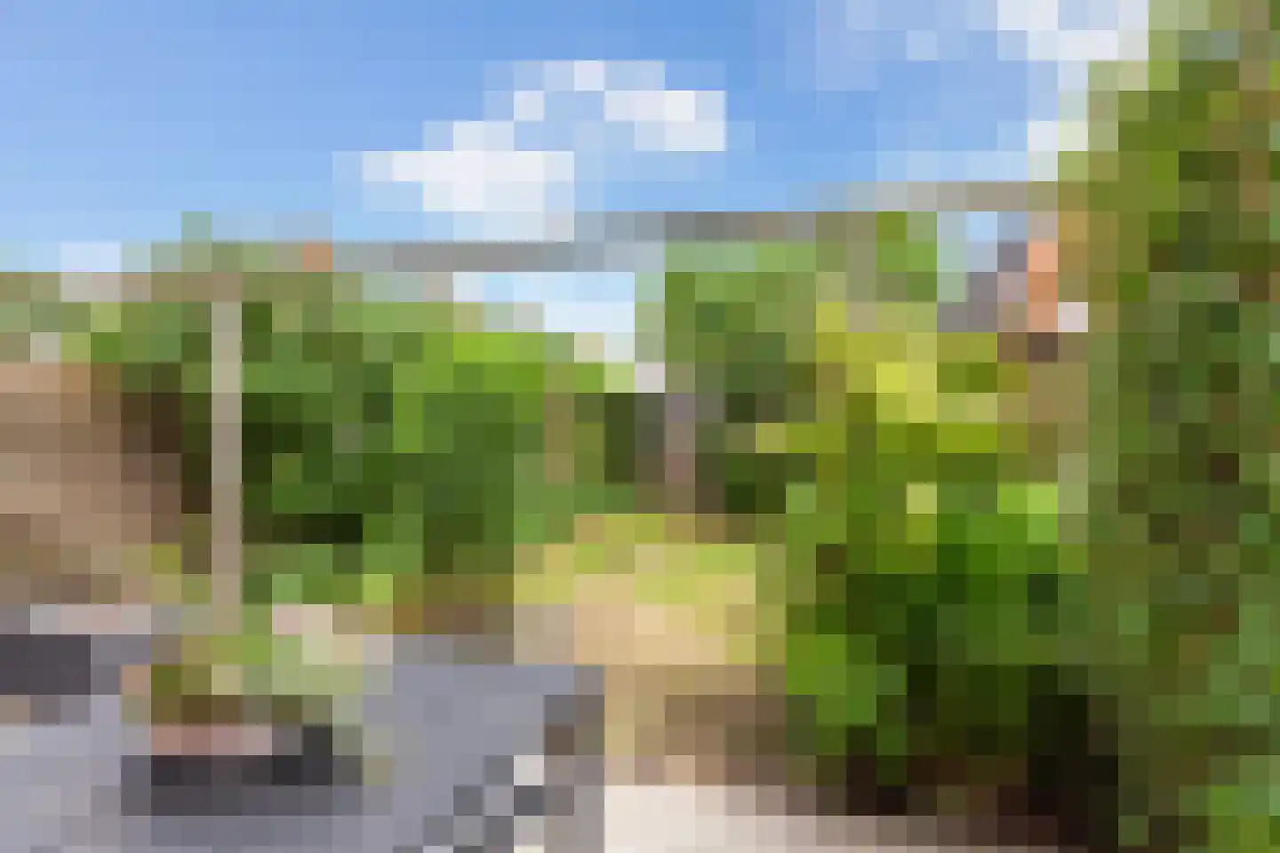 Kamperfoelie 20 Brandwijk thumbnail 29