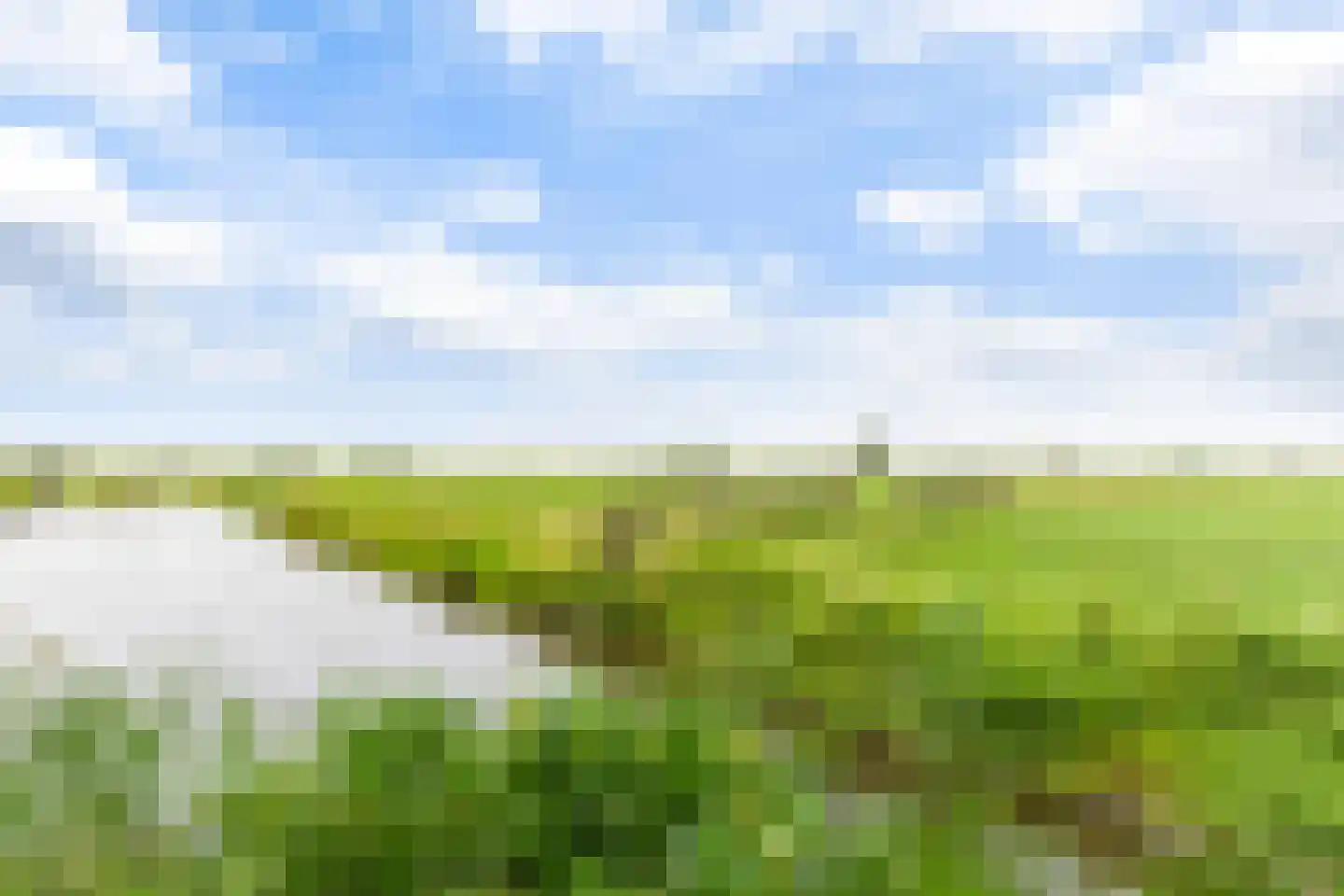 Kamperfoelie 20 Brandwijk thumbnail 33
