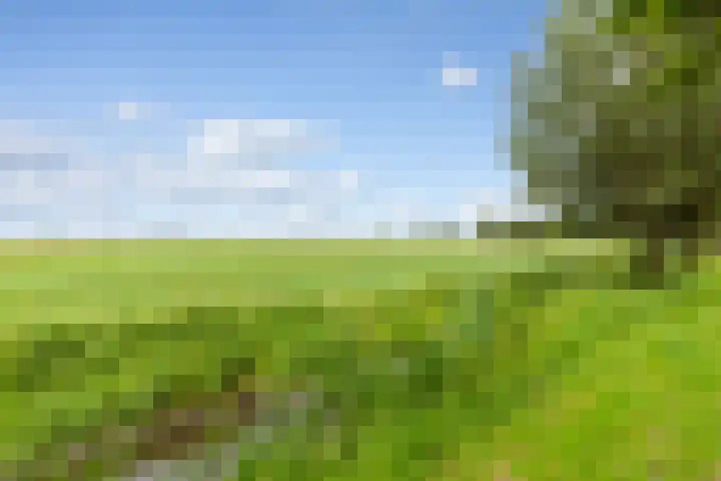 Kamperfoelie 20 Brandwijk thumbnail 34