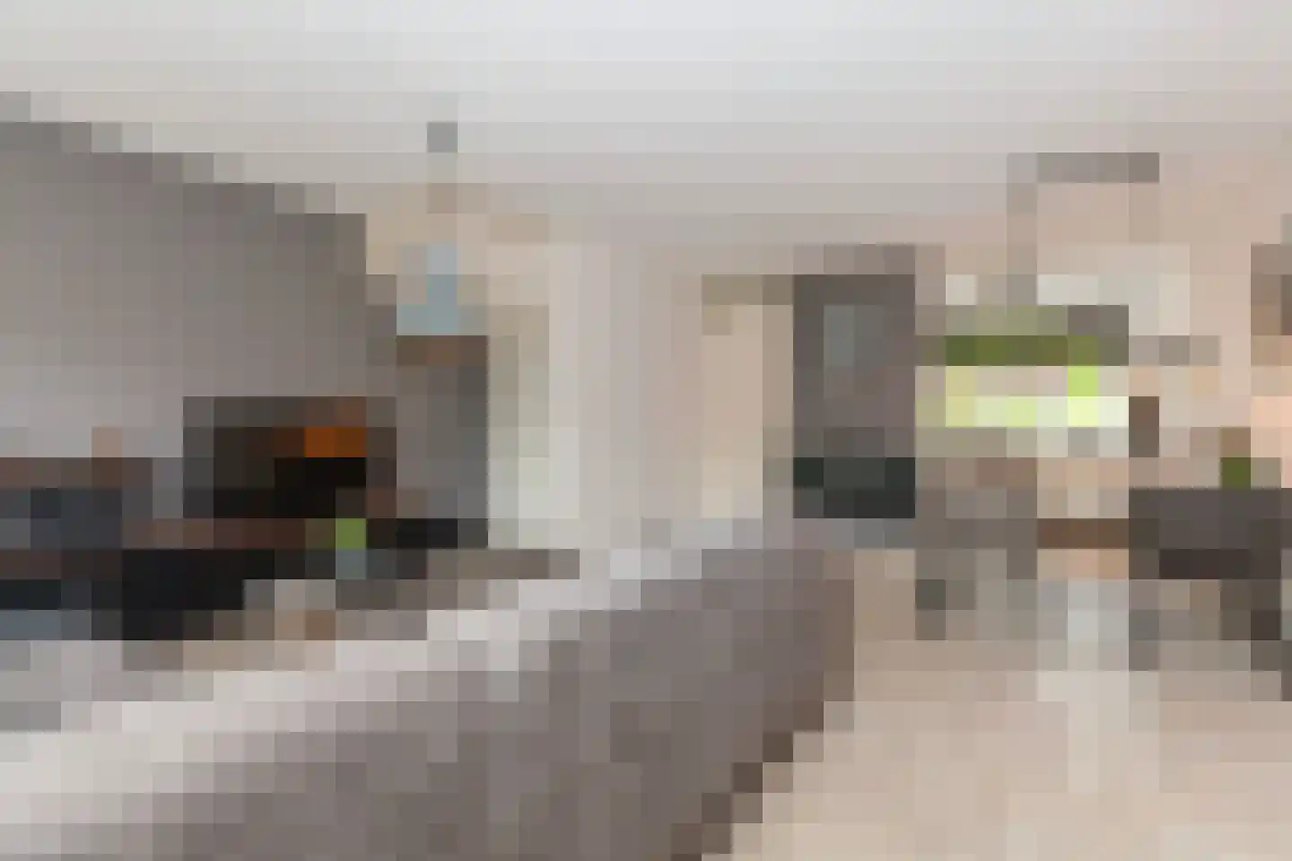 Kamperfoelie 20 Brandwijk thumbnail 6