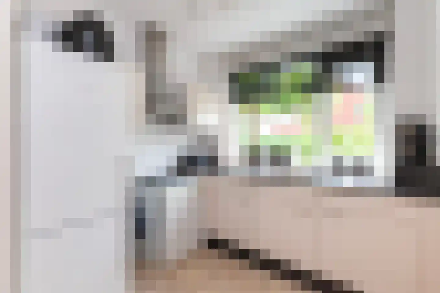 Kamperfoelie 20 Brandwijk thumbnail 9